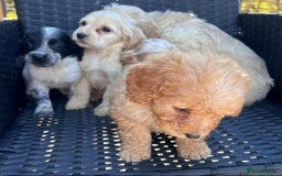 Cockapoo dogs for sale: Stunning cockapoo puppies - Image 16