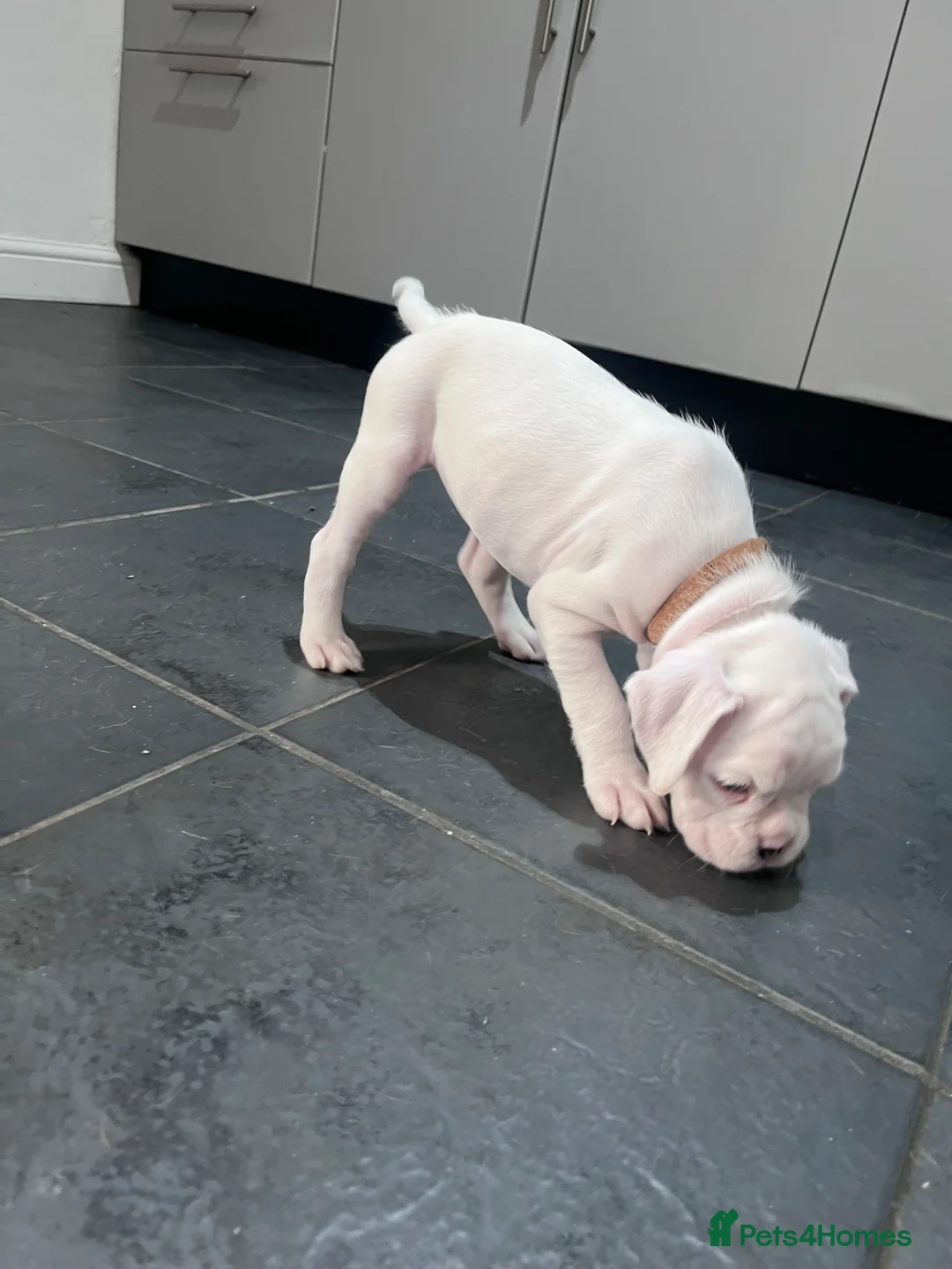 Boxer dogs for sale: Beautiful white boxer! - Advert 35
