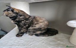British Shorthair cats for sale: Gorgeous Tortie ✨ Rabies Vax ✅🌎✈️ - Image 4