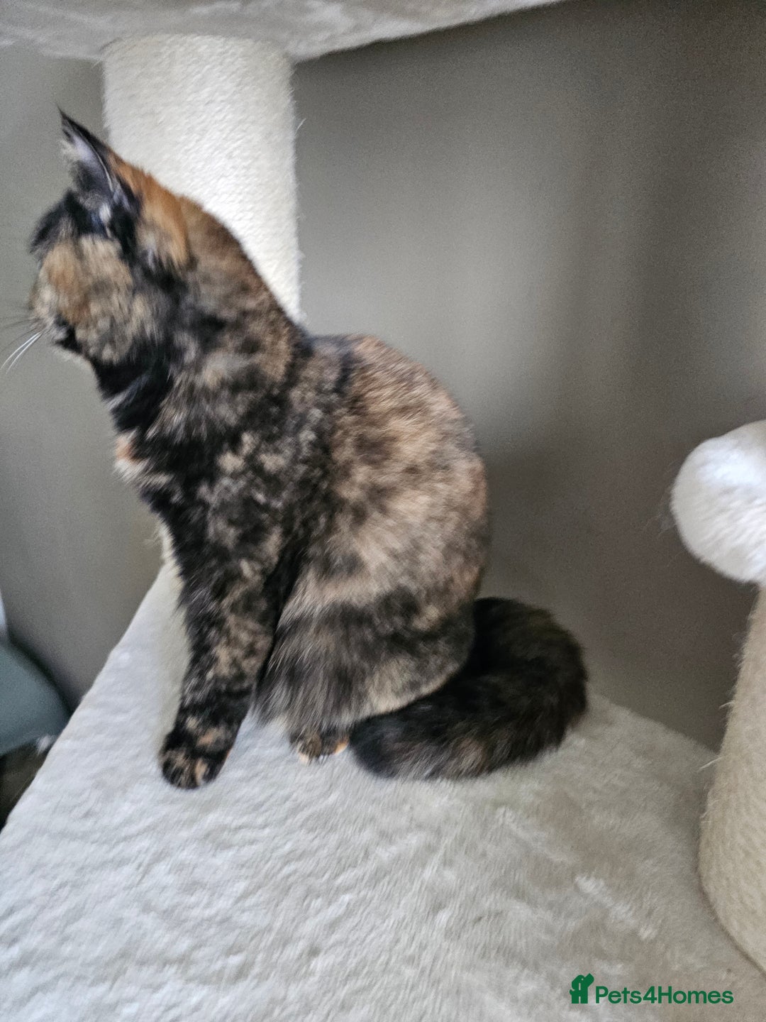 British Shorthair cats for sale: Gorgeous Tortie ✨ Rabies Vax ✅🌎✈️ - Image 4