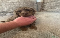 Cockapoo dogs for sale: BEAUTIFULL F1 COCKAPOOS - Image 21