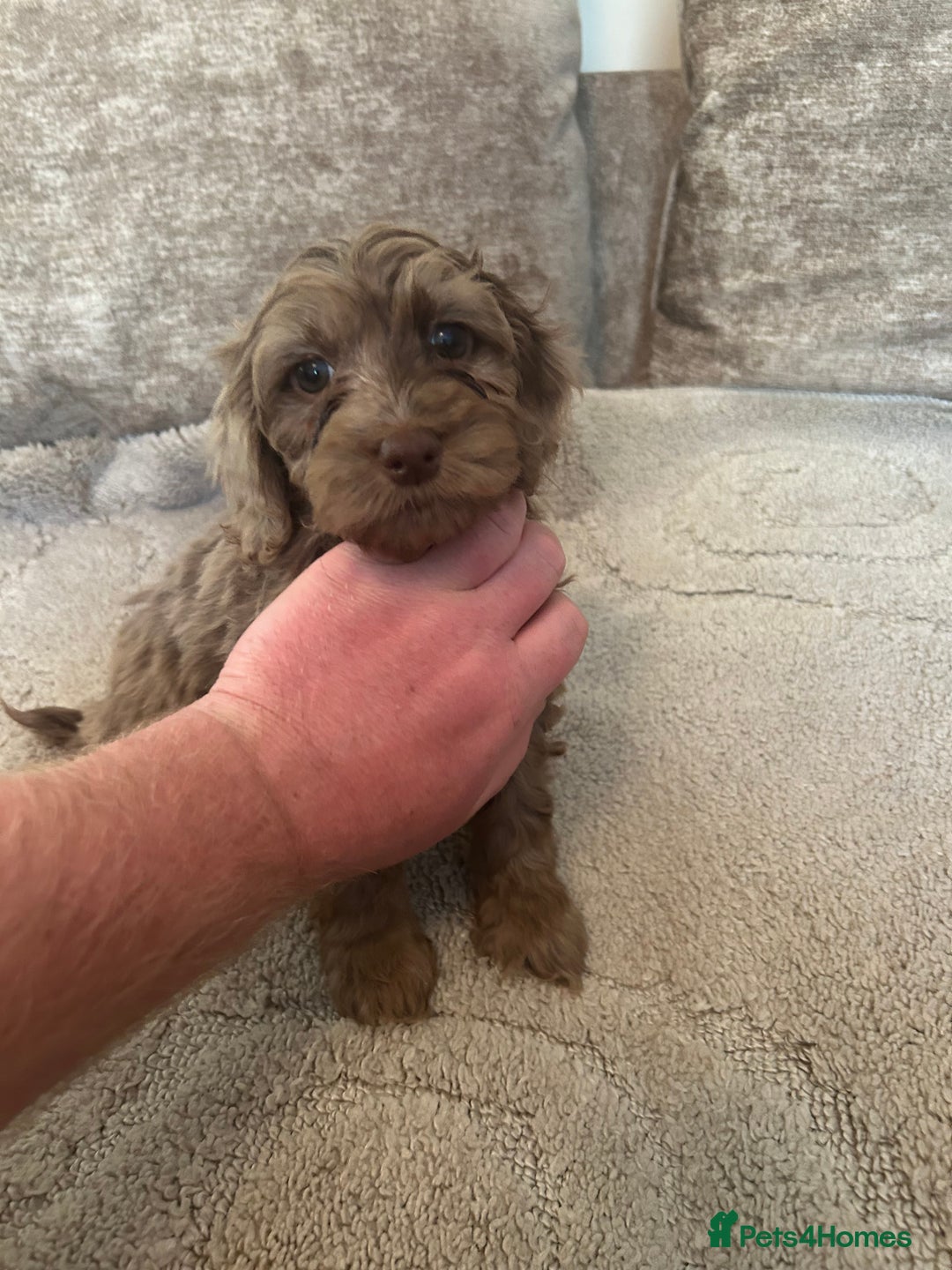 Cockapoo dogs for sale: BEAUTIFULL F1 COCKAPOOS - Image 21