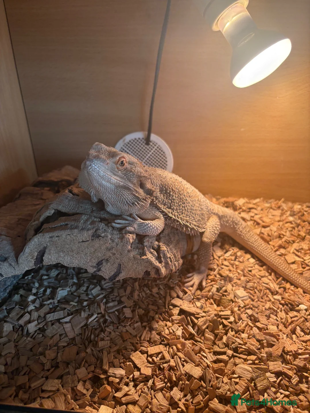 Bearded Dragon reptiles for sale: Male bearded dragon - Advert 2