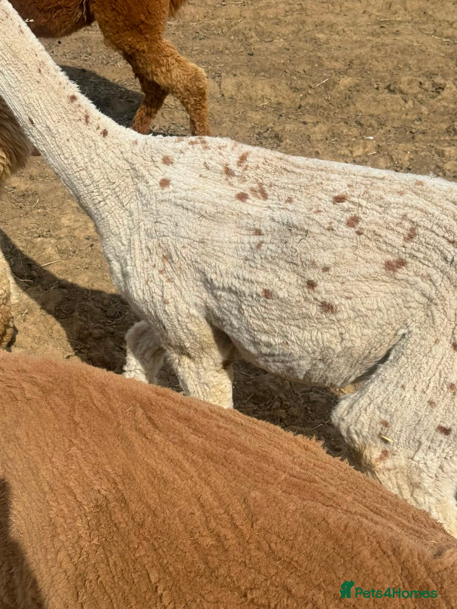 Alpaca livestock for sale: Registered Breeding Female Coloured Alpacas  - Advert 6