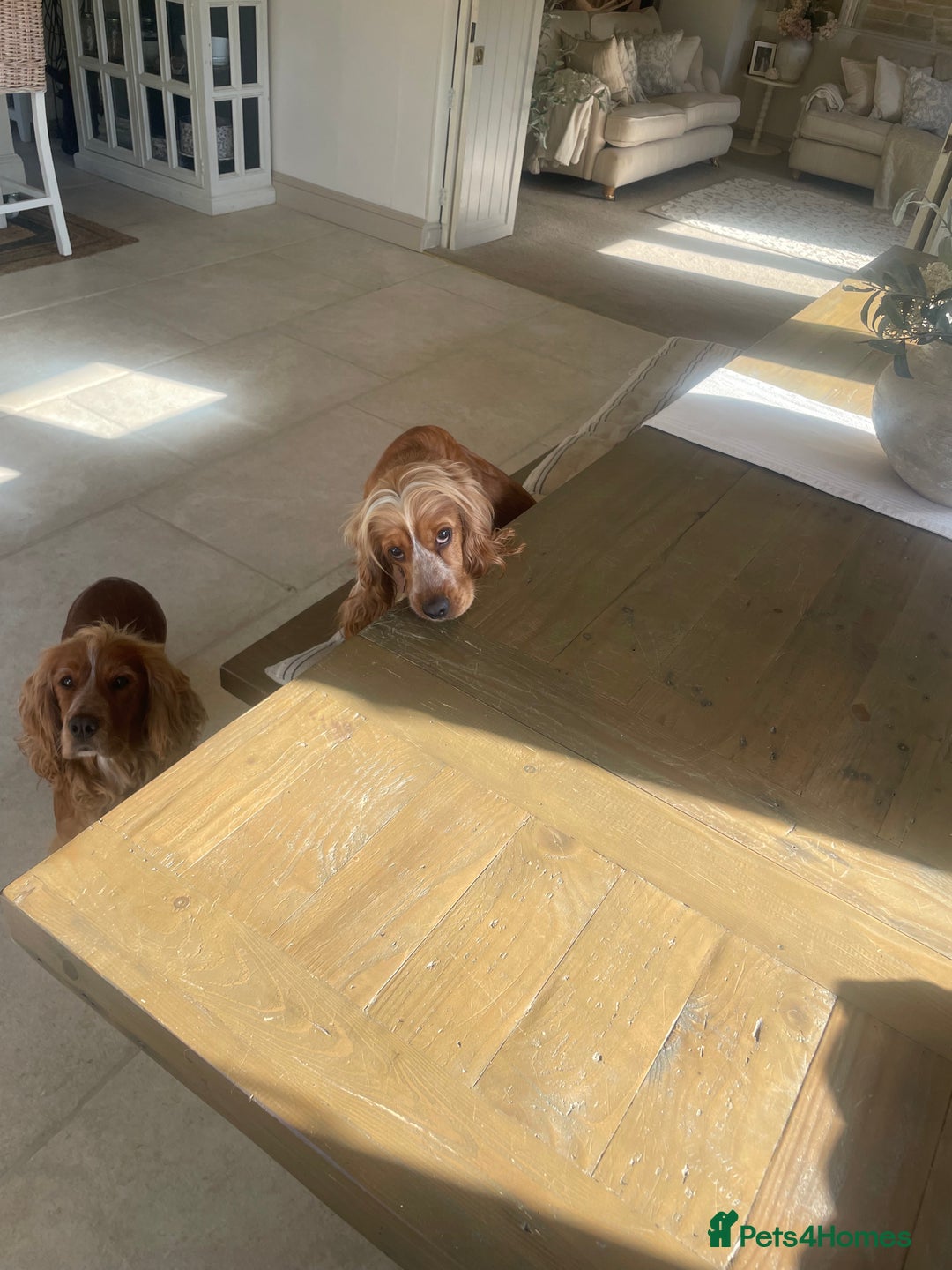 Cocker Spaniel dogs for sale: Lovely natured spaniel puppies - Image 8