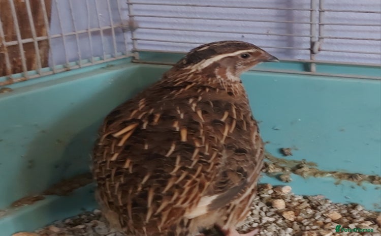 Quail poultry - Advert 1