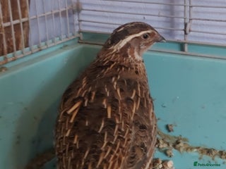 Quail poultry - Advert 26