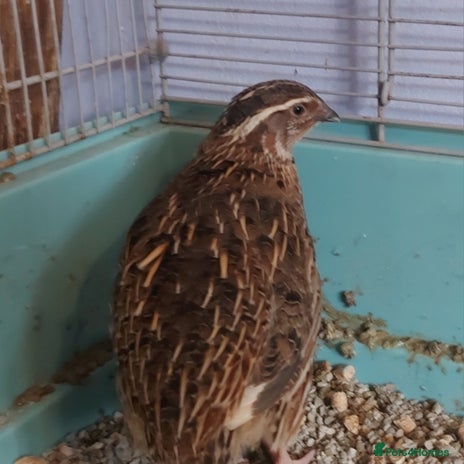 Quail poultry - Advert 1