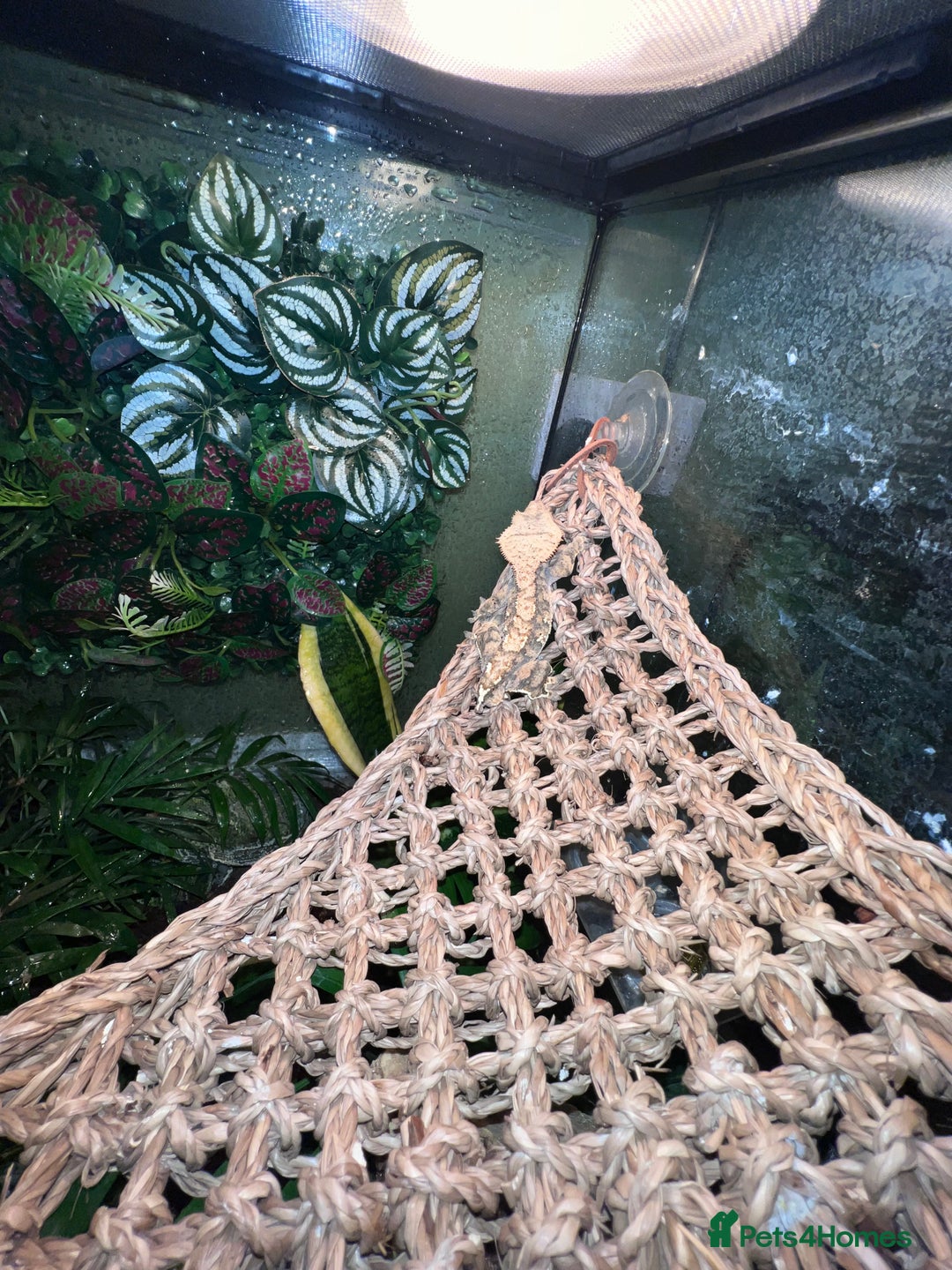 Gecko reptiles for sale: Crested gecko - Advert 5