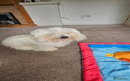 Morkie dogs for sale: 🐶 Adorable Morkie Puppies 🐶 - Image 4