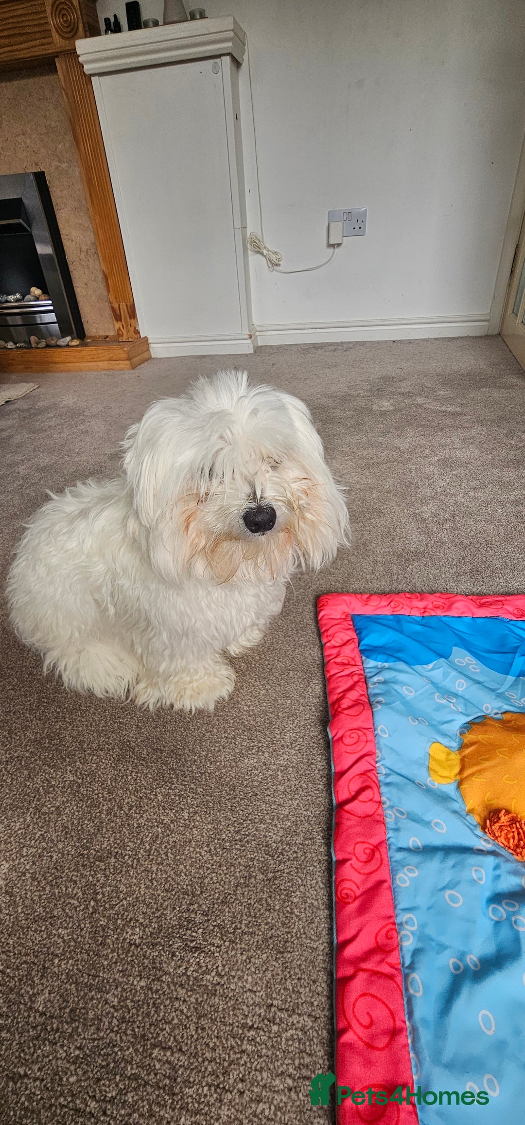 Morkie dogs for sale: 🐶 Adorable Morkie Puppies 🐶 - Image 4