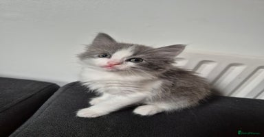 Mixed Breed cats - Advert 4