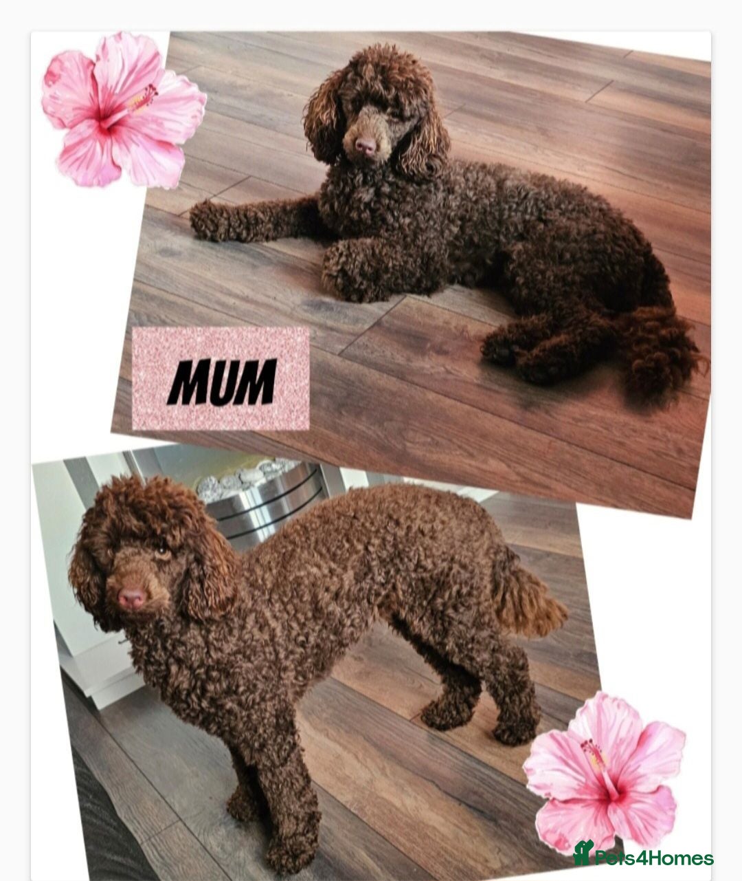 Miniature Poodle dogs Stunning kc registered minature poodle pups  - Advert 2