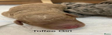 Toffee Girl
