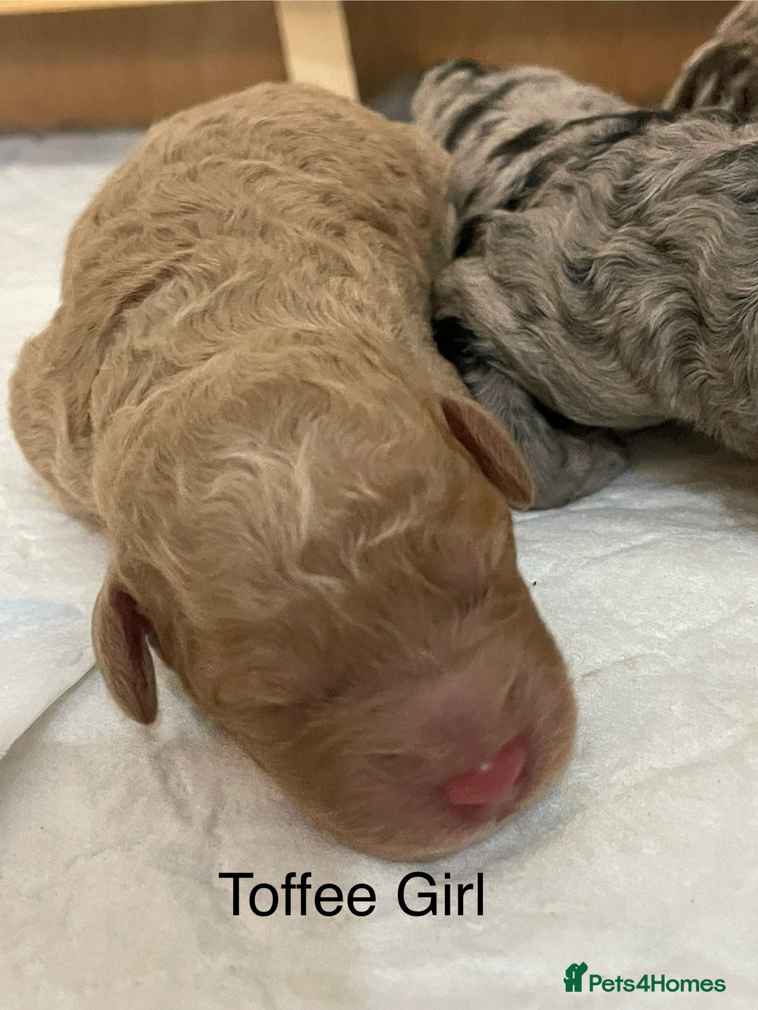 Cockapoo dogs for sale: Cockapoo F1b Puppies born 8 December  - Advert 11