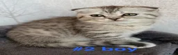 Scottish Fold cats for sale: Beautiful Scottish Fold/Straight Kittens  - Advert 23