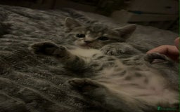 Mixed Breed cats for sale: 3 beautiful kittens looking for their forever home - Image 2
