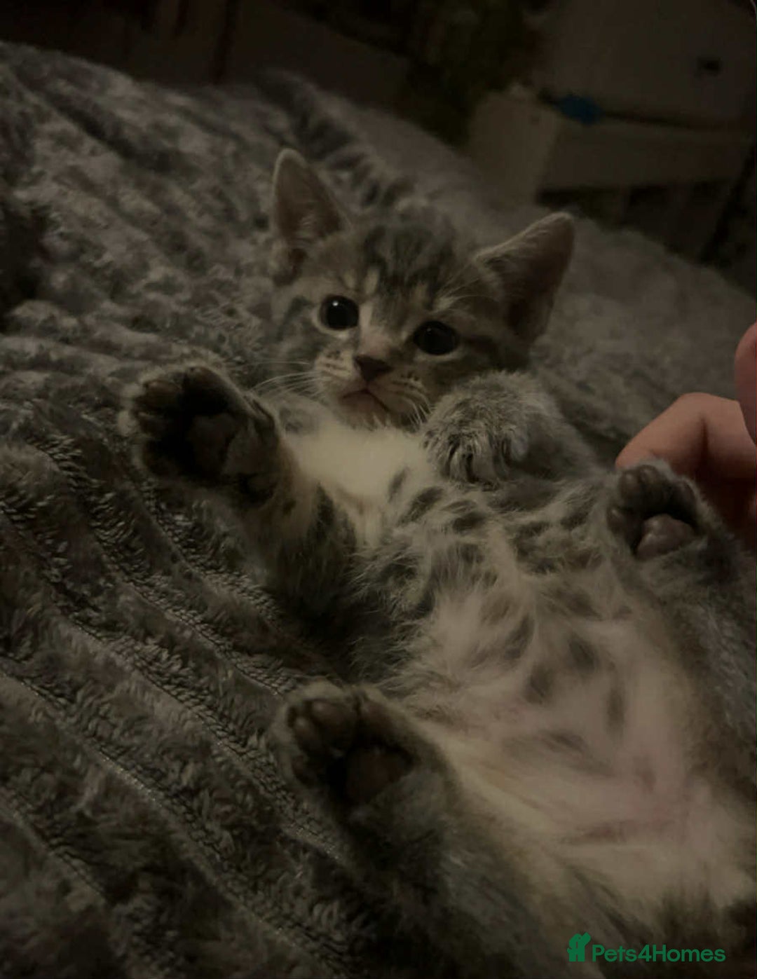 Mixed Breed cats for sale: 3 beautiful kittens looking for their forever home - Image 2