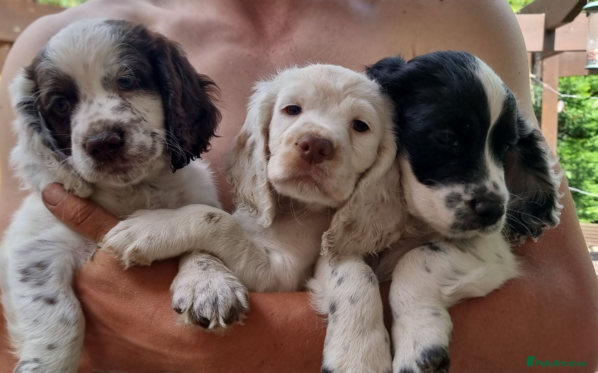 Cocker Spaniel dogs Working Cocker Spaniel Puppies  - Advert 11