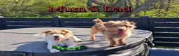 Mixed Breed dogs for sale: Loving Parsons Russell Cross Puppies  - Advert 5