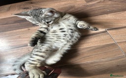 Mixed Breed cats for sale: Crossed BENGALS  - Image 21