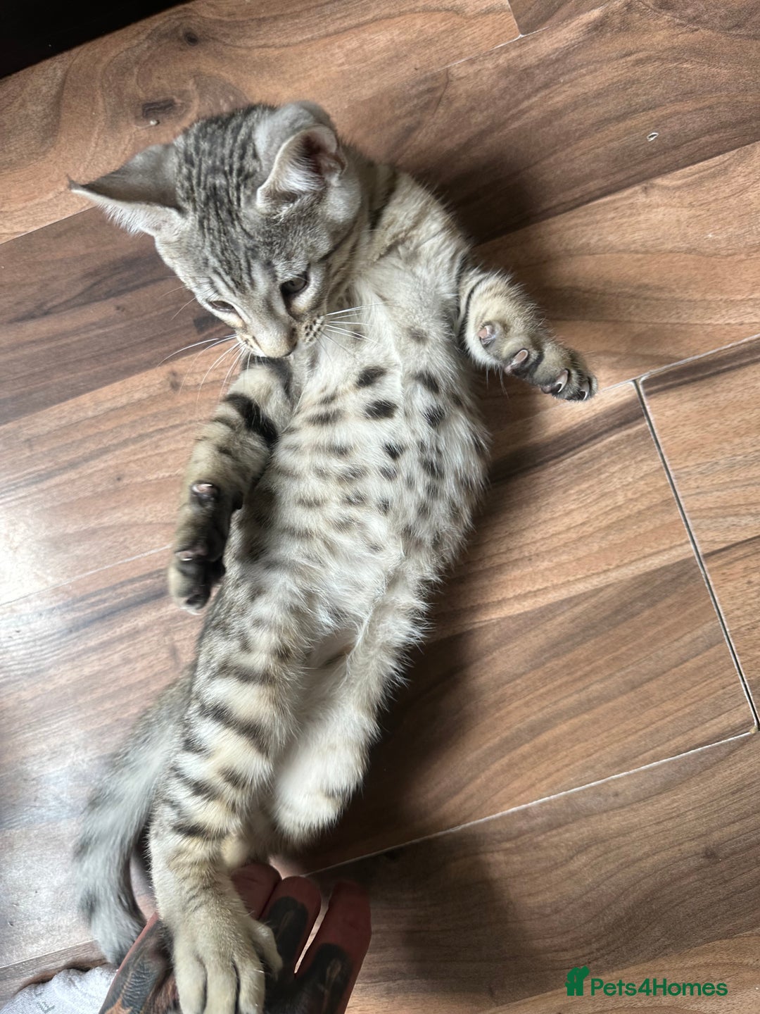 Mixed Breed cats for sale: Crossed BENGALS  - Image 21