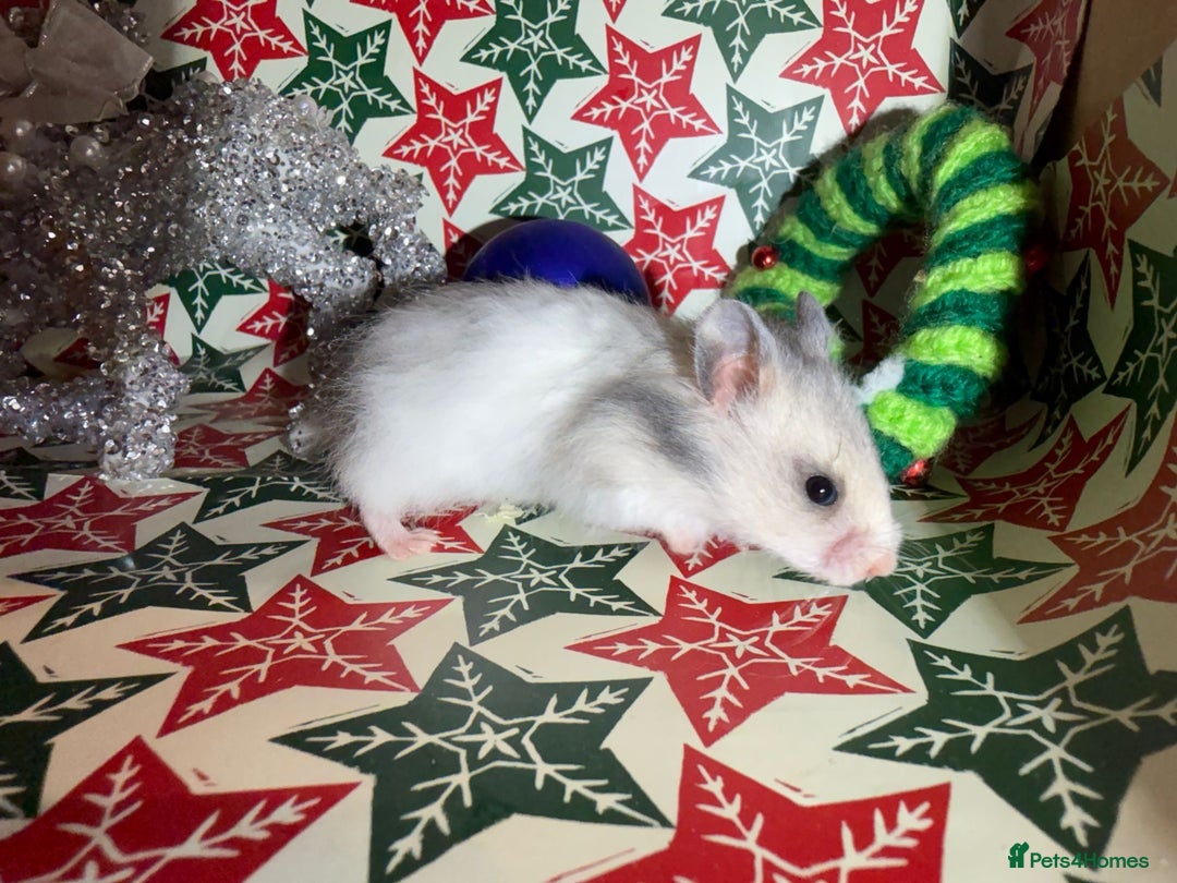 Hamster rodents for sale: Baby hamsters for sale - Advert 17