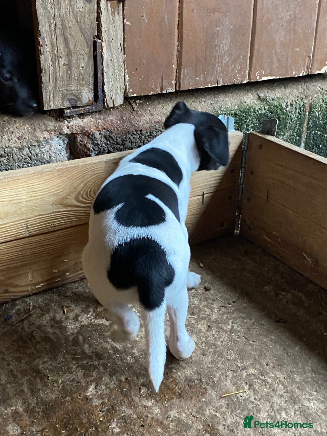 Mixed Breed dogs for sale: Jack Russell X terrier male - Advert 2