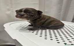 French Bulldog dogs for sale: French Bulldog Puppies – Beautiful and Home-Raised - Image 14