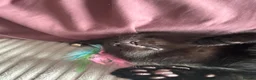 Mixed Breed cats for sale: Kittens for sale  - Advert 3