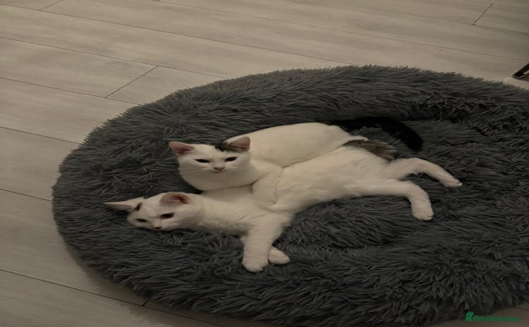 Domestic Shorthair cats - Advert 4