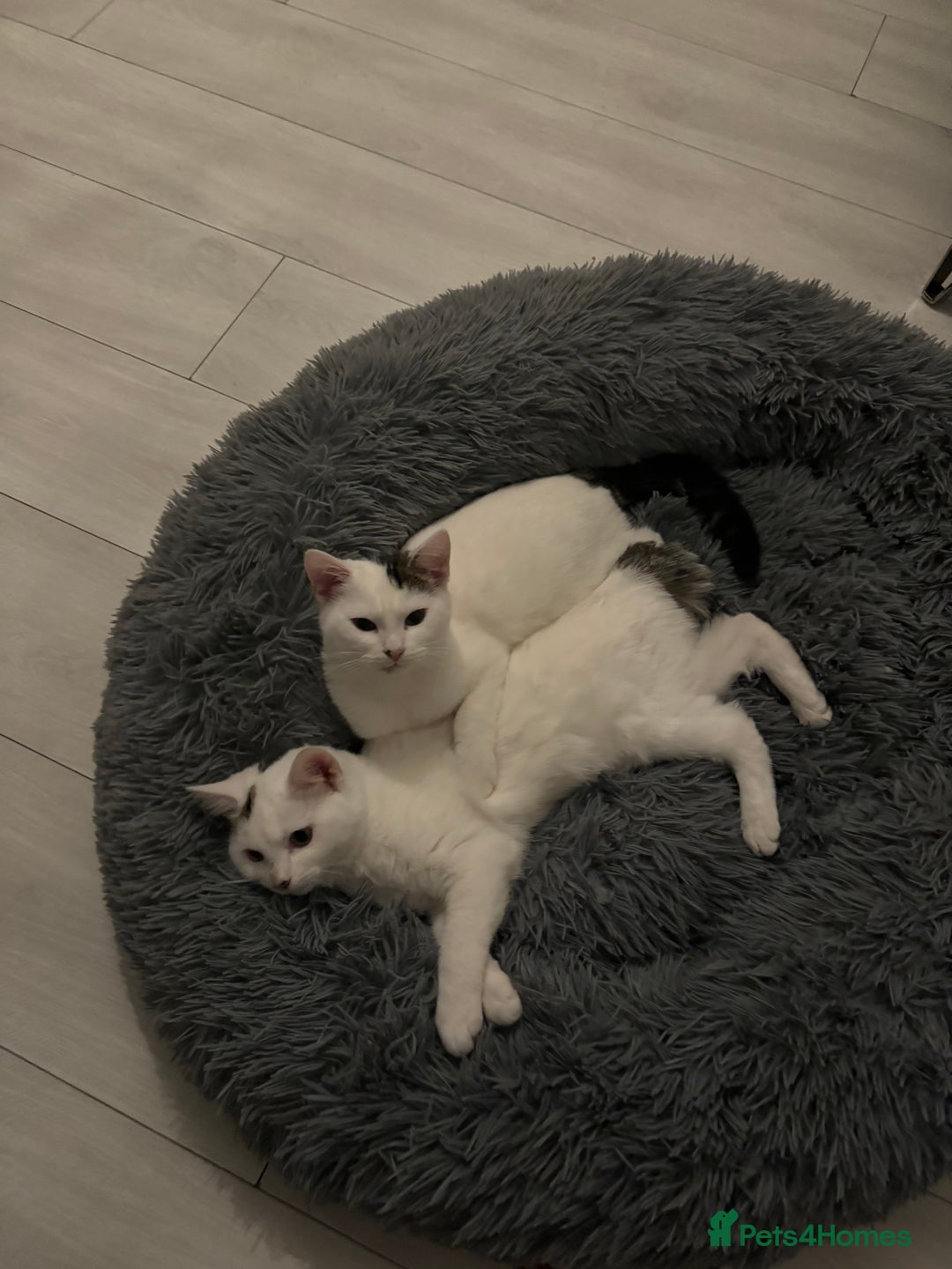 Domestic Shorthair cats for sale: Snow White sisters ❄️🥰 - Image 1