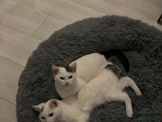 Domestic Shorthair cats - Advert 12