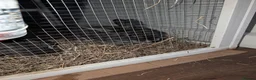 Dwarf Lop rabbits for sale: Two rabbits for sale - Advert 2