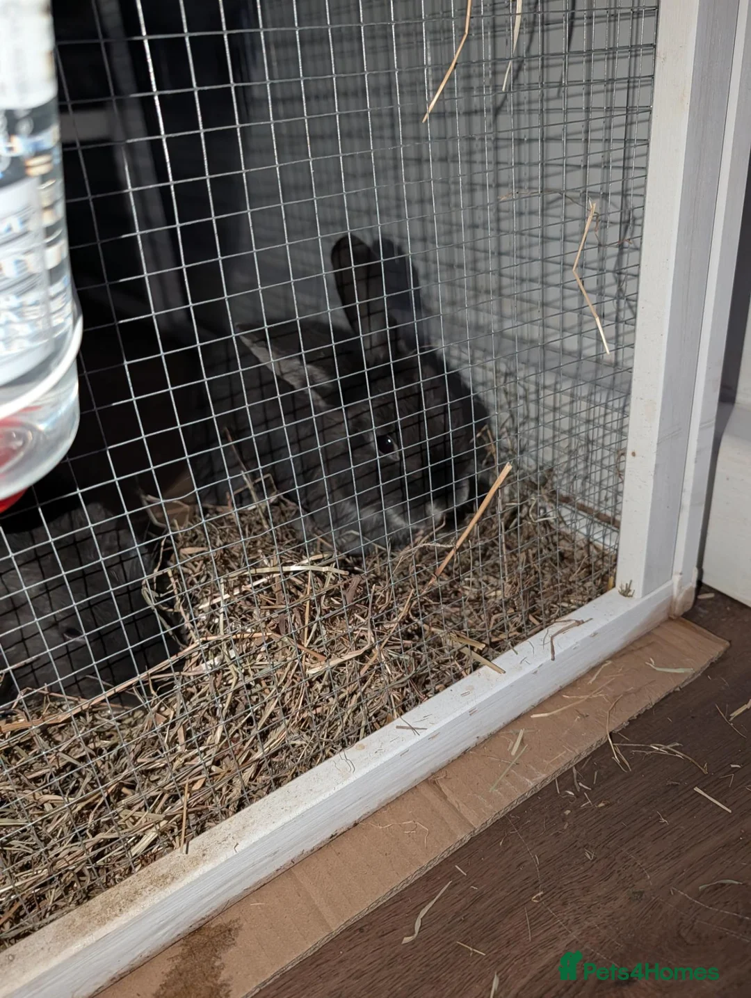 Dwarf Lop rabbits for sale: Two rabbits for sale - Advert 2