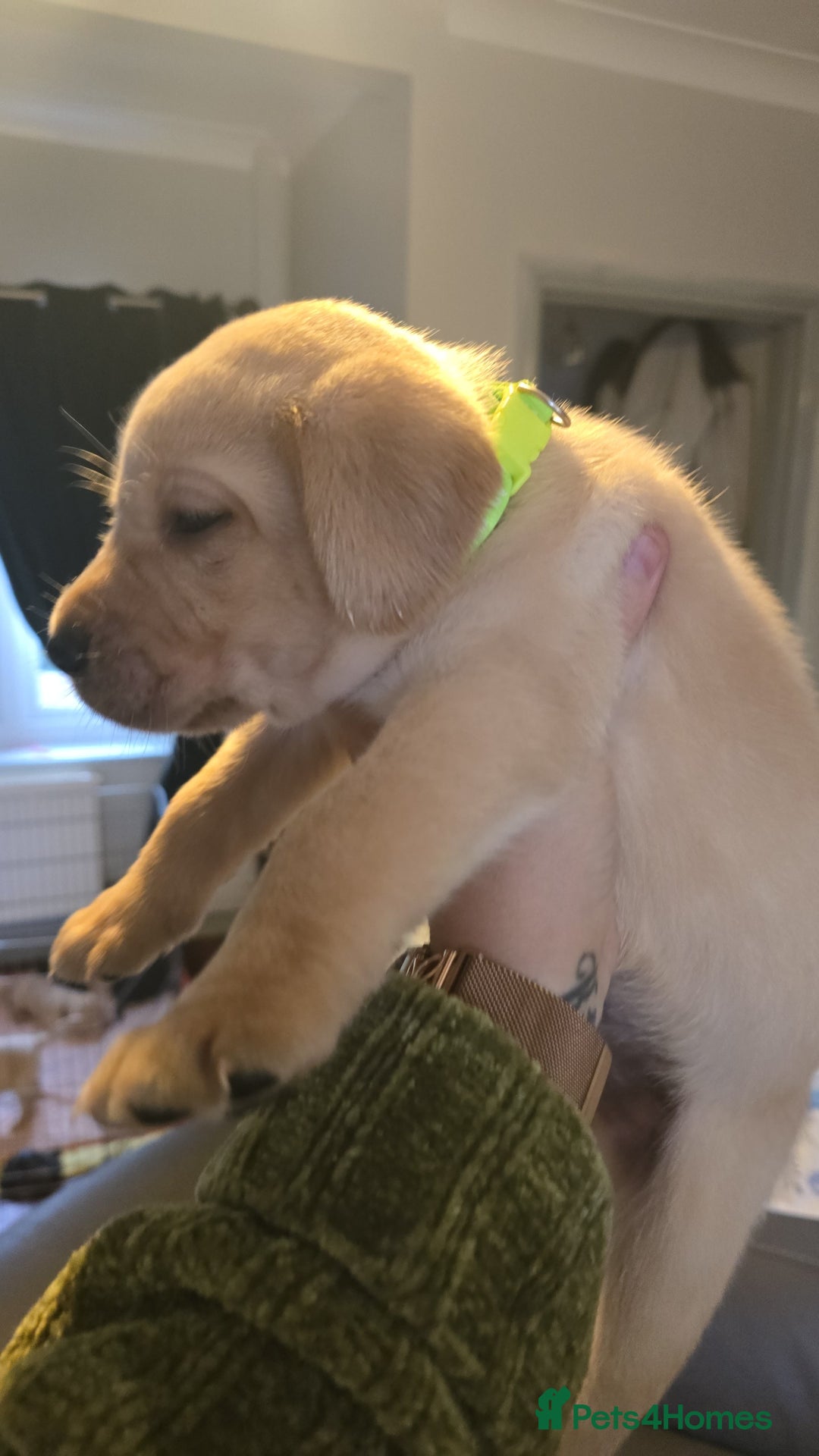 Labrador Retriever dogs for sale: Last kc labrador bitch available due to none coll - Advert 6