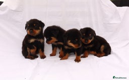 Rottweiler dogs for sale: Rottweiler puppy  - Image 7