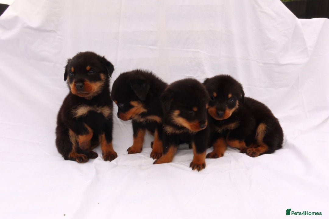Rottweiler dogs for sale: Rottweiler puppy  - Image 7