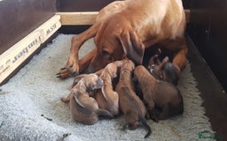 Rhodesian Ridgeback dogs for sale: EXCEPTIONAL OPPORTUNITY TO PURCHASE SHOW QUALITY  - Image 6