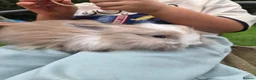 Lionhead rabbits for sale: (READY NOW) Lion head x Angora - Advert 6