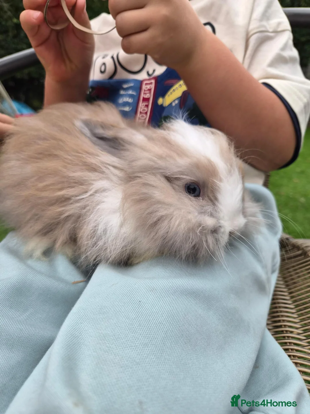 Lionhead rabbits for sale: (READY NOW) Lion head x Angora - Advert 6