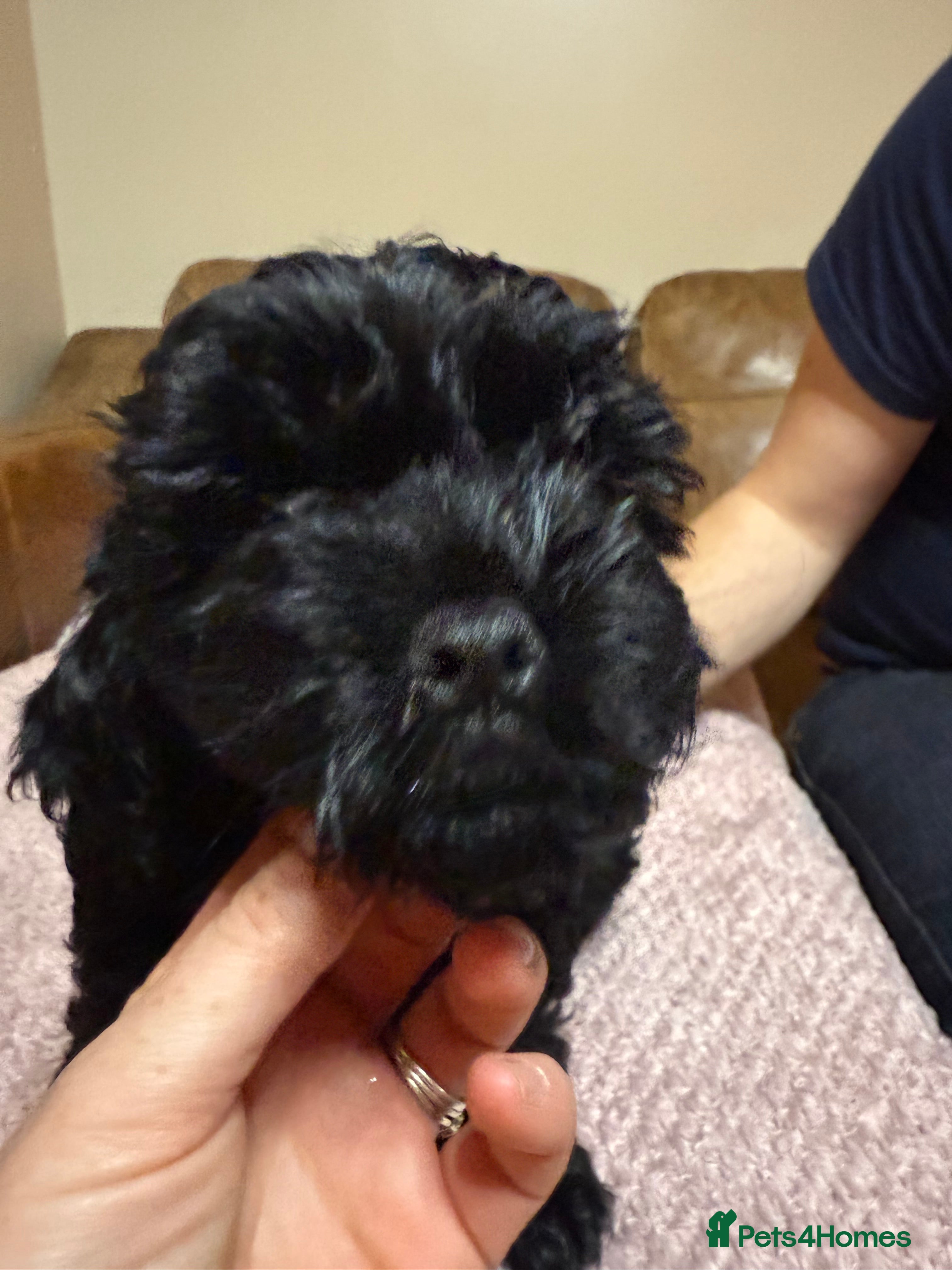 Cockapoo dogs Cockerpoo puppies LAST 1 (3) girls and (3) boys - Advert 6