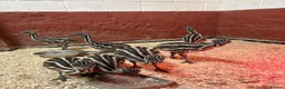 Emus poultry for sale: Emu Chicks - Advert 5