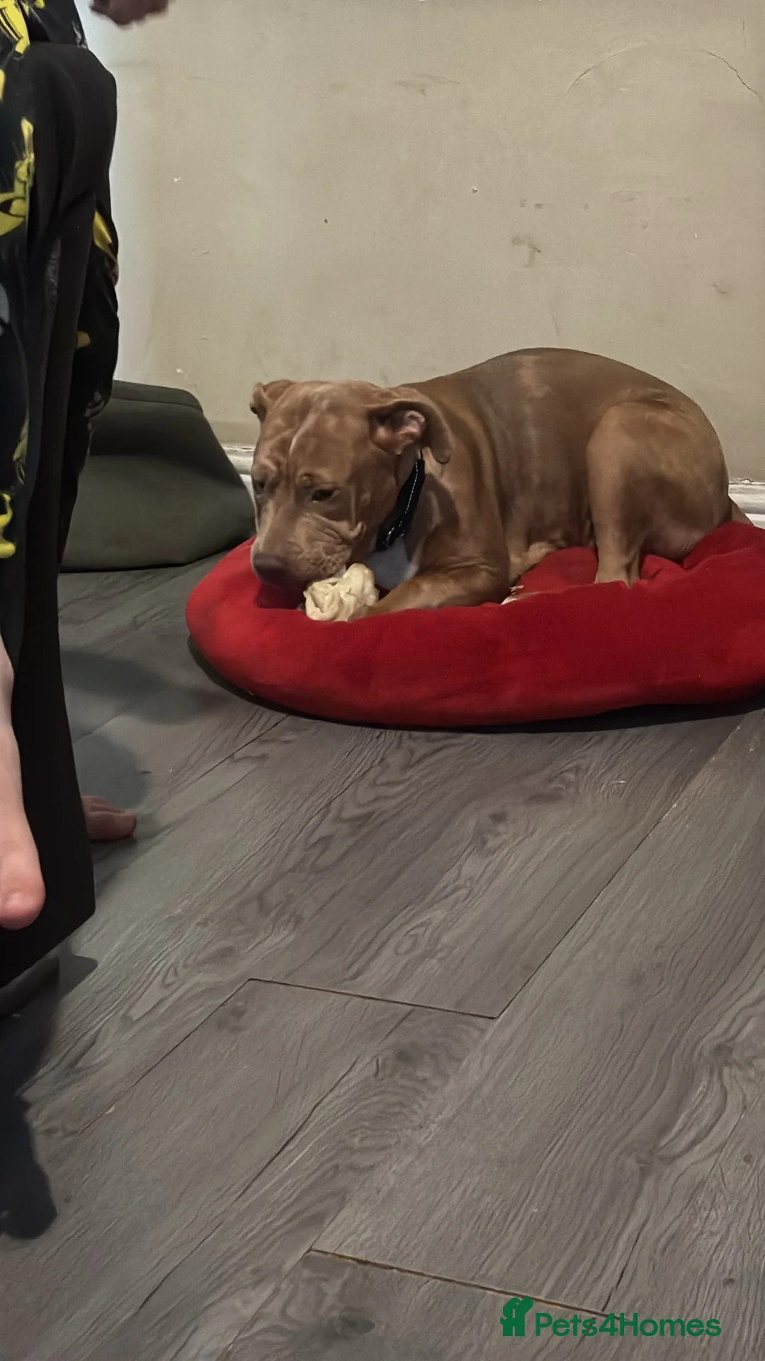 Cane Corso dogs for sale: This is nova - Advert 2