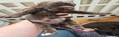 Cockapoo 1
