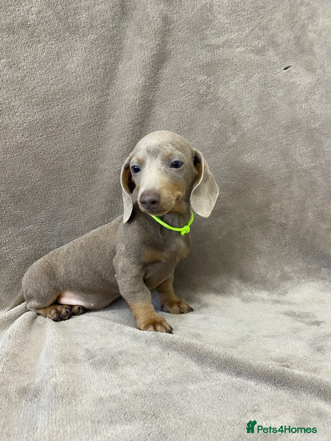 Miniature Dachshund dogs for sale: 5⭐️Licensed breeder. Tiny miniature dachshunds - Advert 2