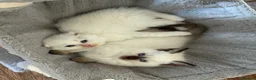 Scottish Fold cats for sale: Gorgeous Scottish Fold & Straight Kittens  in Ayr - Advert 27