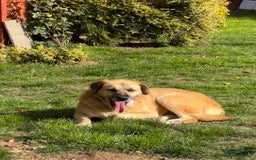Mixed Breed dogs for adoption: 💖 Gentle Joky is waiting for her forever home! - Image 11