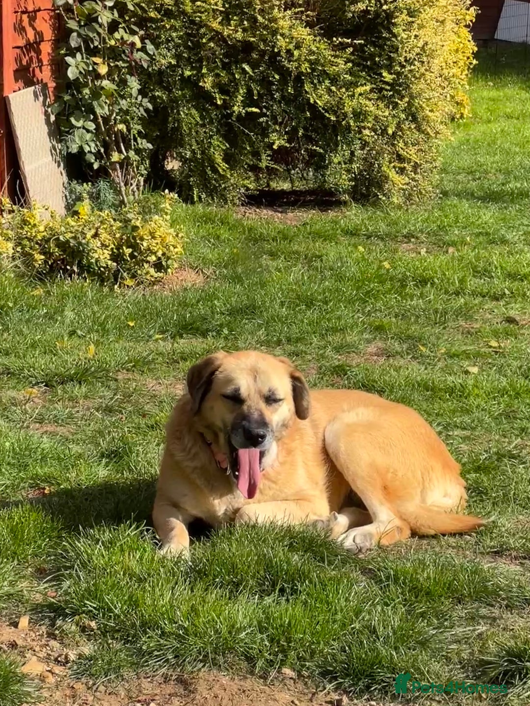 Mixed Breed dogs for adoption: 💖 Gentle Joky is waiting for her forever home! - Image 11