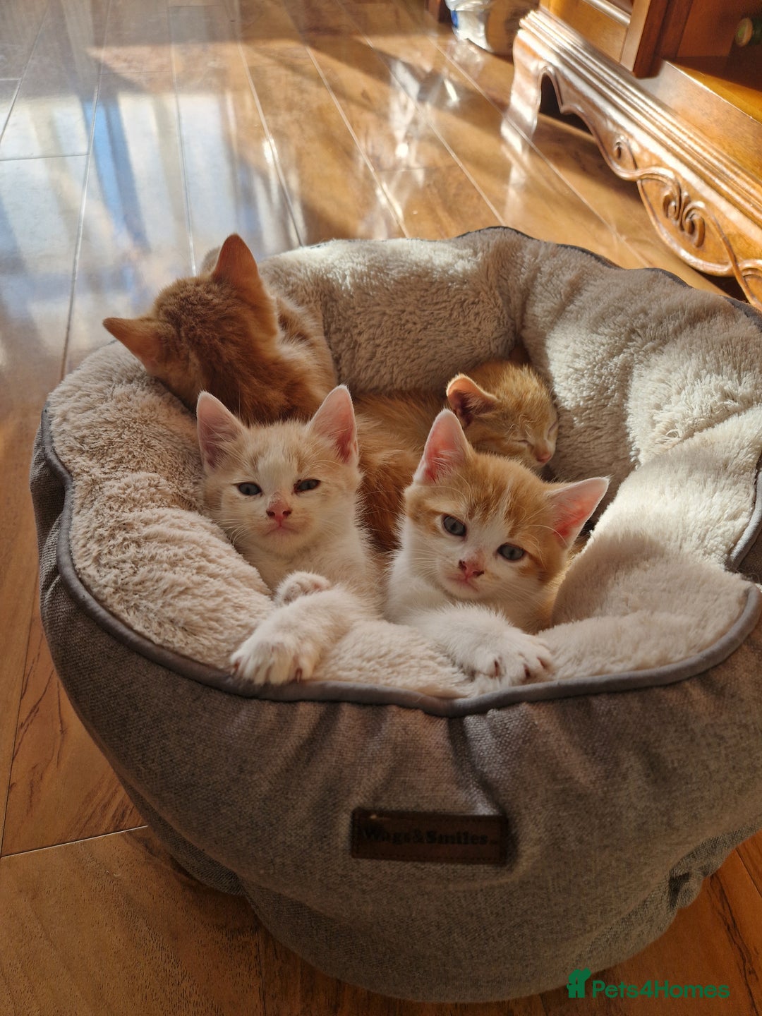 Domestic Shorthair cats for sale: Ginger and cream domestic shorthair kittens - Image 2